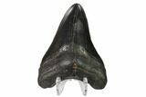 Fossil Megalodon Tooth - South Carolina #149395-2